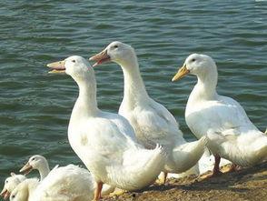 鸭窝视频日韩,日韩潮流文化深度解析